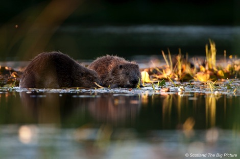 Two beavers feeding at the edge of the water